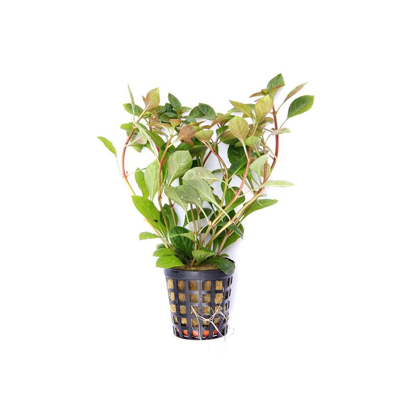 Planta acvariu Ludwigia repens Stoffels - imagine 3